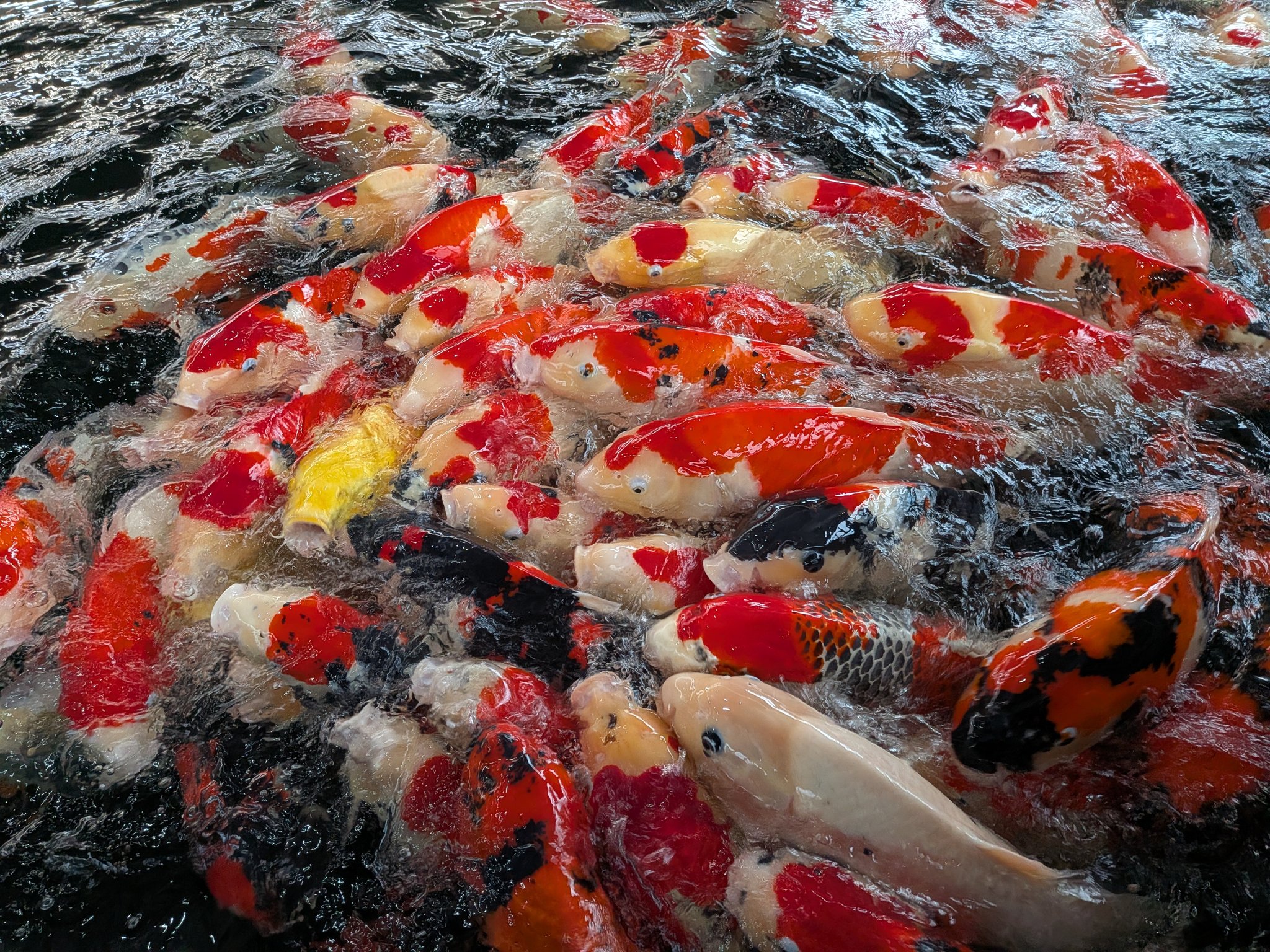 石でできた鯉 石でできた鯉