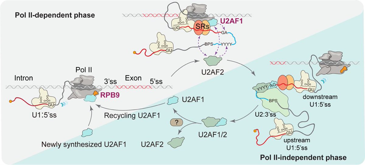Westlake University (@westlake_uni) on Twitter photo We are proud to share a paradigm-shifting publication from Westlake University in the journal <a href="/ScienceMagazine/">Science Magazine</a> . The study, led by Prof. Xiang-Dong Fu, reveals a fundamental mechanism of gene expression: how cells accurately identify correct splice sites during transcription. We are proud to share a paradigm-shifting publication from Westlake University in the journal <a href="/ScienceMagazine/">Science Magazine</a> . The study, led by Prof. Xiang-Dong Fu, reveals a fundamental mechanism of gene expression: how cells accurately identify correct splice sites during transcription.