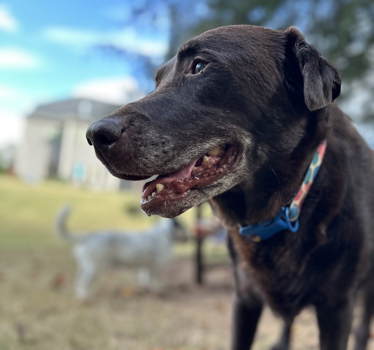 Penny_Lane_Pup's tweet image. Just two old lady babies enjoying a nice autumn day 🥰🍁
#pennylane #peachfuzz #fosterpup