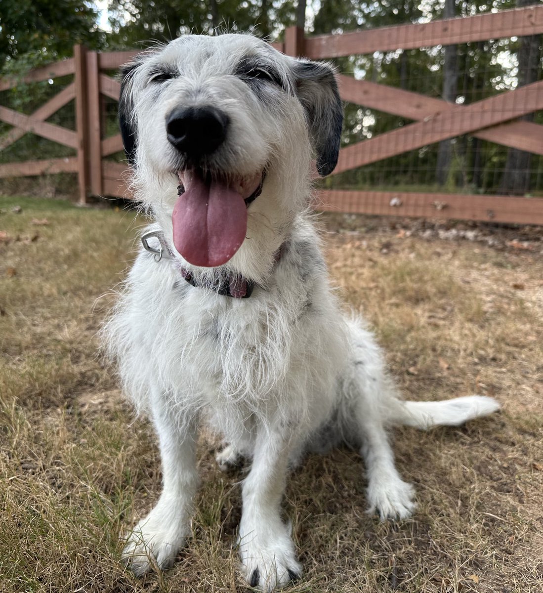 Penny_Lane_Pup's tweet image. Just two old lady babies enjoying a nice autumn day 🥰🍁
#pennylane #peachfuzz #fosterpup