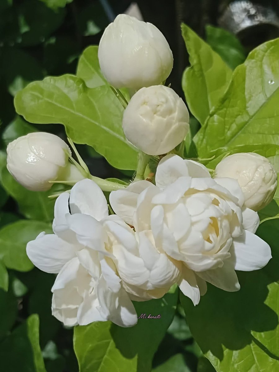 co___14's tweet image. أصبحنا نسْألُك بركةً في العُمرِ وتسدِيدًا وعونًا لنا في الطريق ربّنا إنا توكَّلنا عليك فلا تترُكنا لِمتاهاتِ الحياة💚
صَــبَــاحُ الــخَــيْــرِ⛅💚☕
#اوفيا_لسعادتكGp
#اصدقاء_حلا_للتبادل
#الطنايا_للاضافات