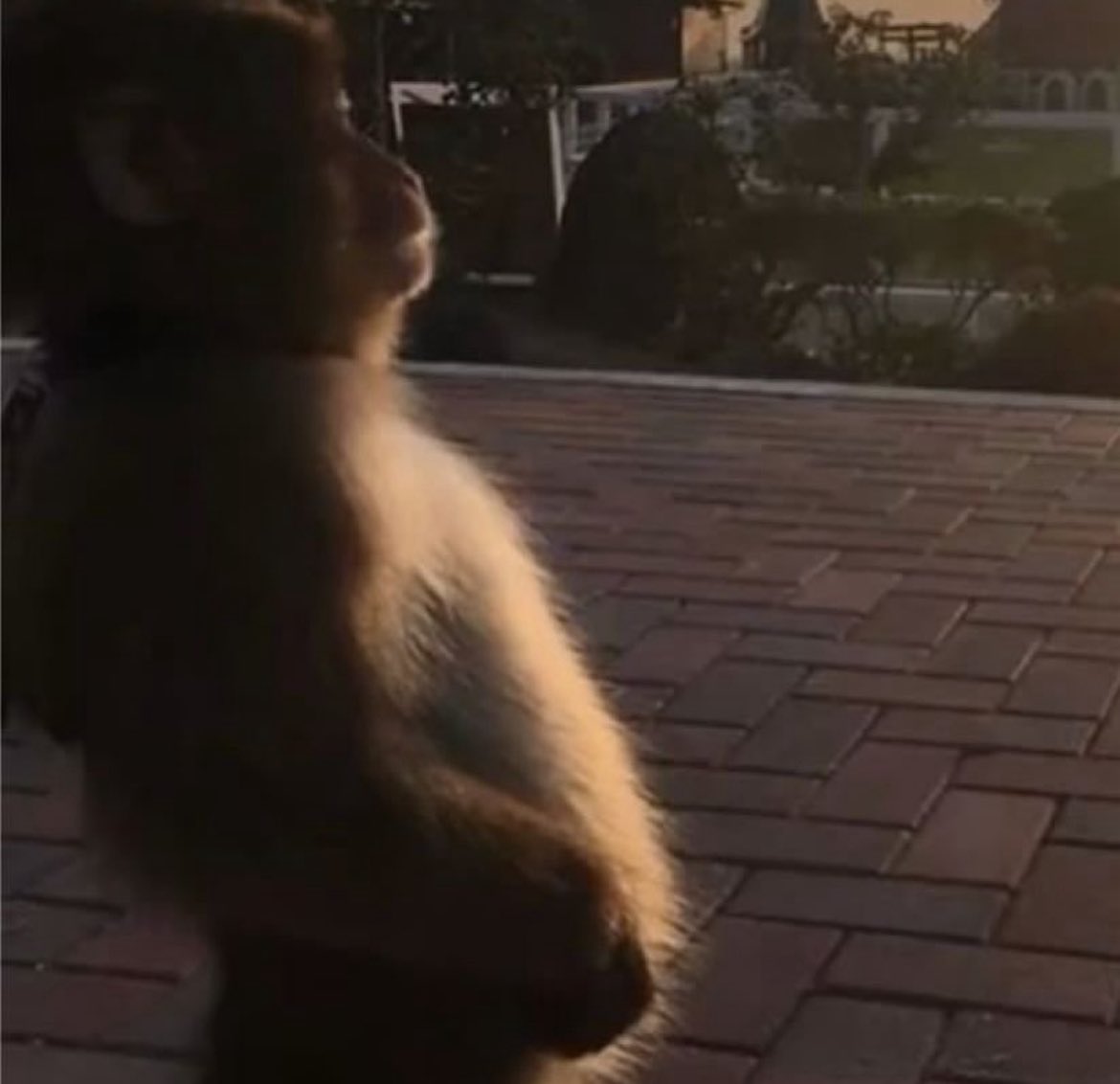 tame impala ve saatlerce ayt mat çalışma işinin huzur seviyesi