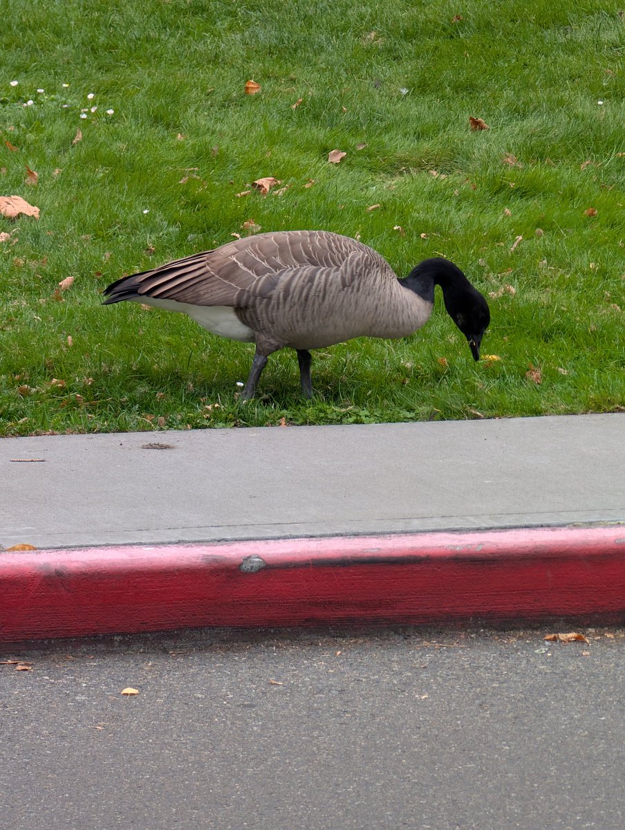 Rare Canada goose with all black head I saw it first and it's mine