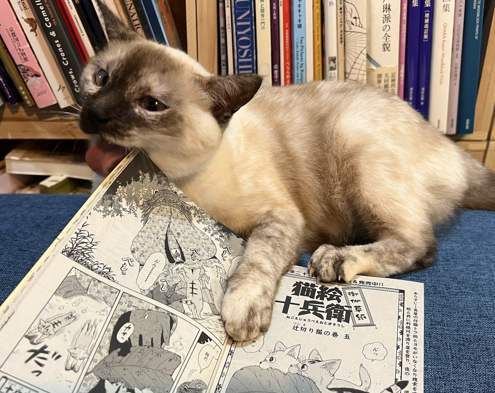 ほしのなつみ「キジトラ猫の小梅さん」27巻発売中