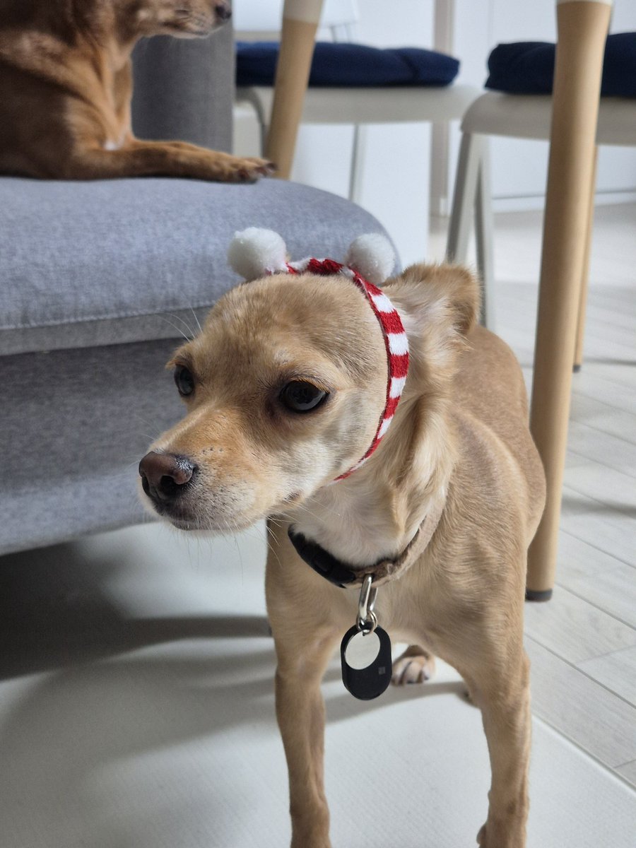 순대가 얼마나 순하냐면, 이렇게 머리띠 해주면 걍 해준채로 돌아다님ㅋㅋㅋㅋㅋㅋㅋㅋㅋㅋㅋㅋㅋ #순대가족찾아요