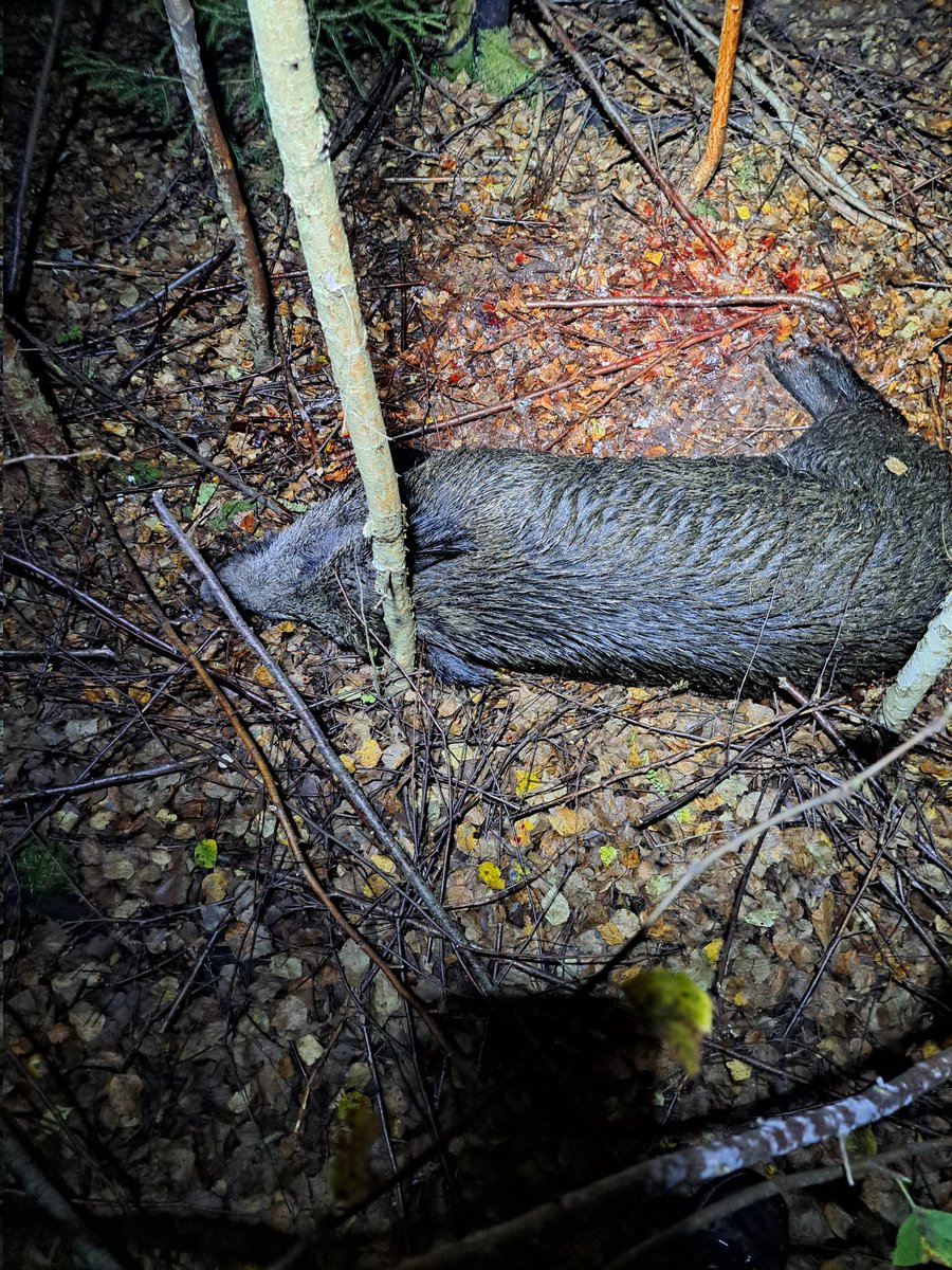 Märkligt hur långt de kan springa med genom skott i lungorna! Bra övning för Wiffi och husse fick styrketräning på kvällskvisten. #Enjägaresvälterinte