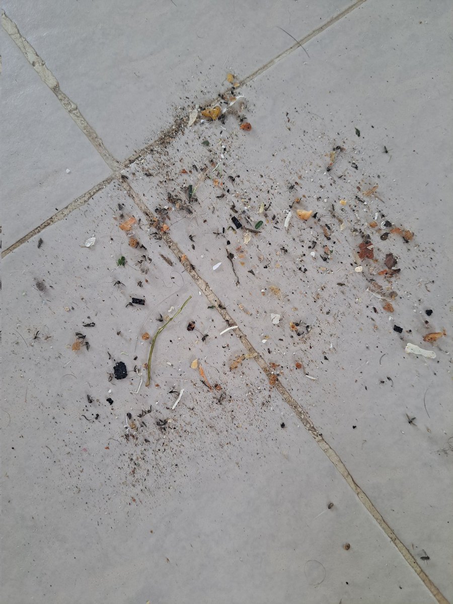 AlineNorena's tweet photo. No mamen la cantidad impactante de mosquitos qué barri el dia de hoy.. hagan le zoom y verán lo bonito de vivir en el caribe #cancun #denle #mosquitos https://t.co/9CoCSTqr9x