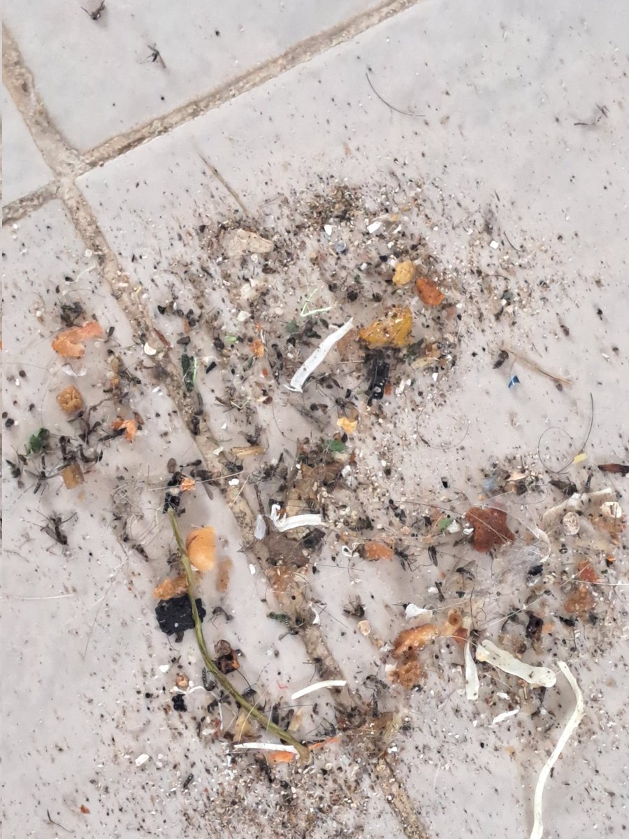 AlineNorena's tweet photo. No mamen la cantidad impactante de mosquitos qué barri el dia de hoy.. hagan le zoom y verán lo bonito de vivir en el caribe #cancun #denle #mosquitos https://t.co/9CoCSTqr9x