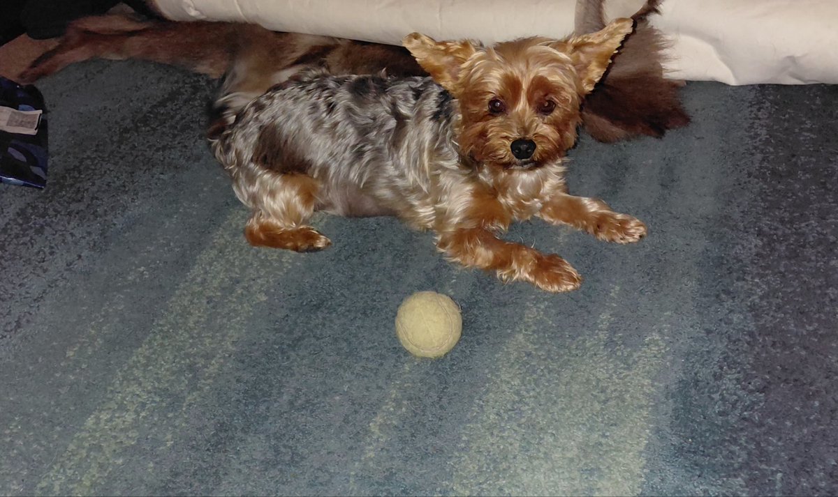 Our house guest it is a pain stealing my toys stealing my Hoomums attention and snuggles