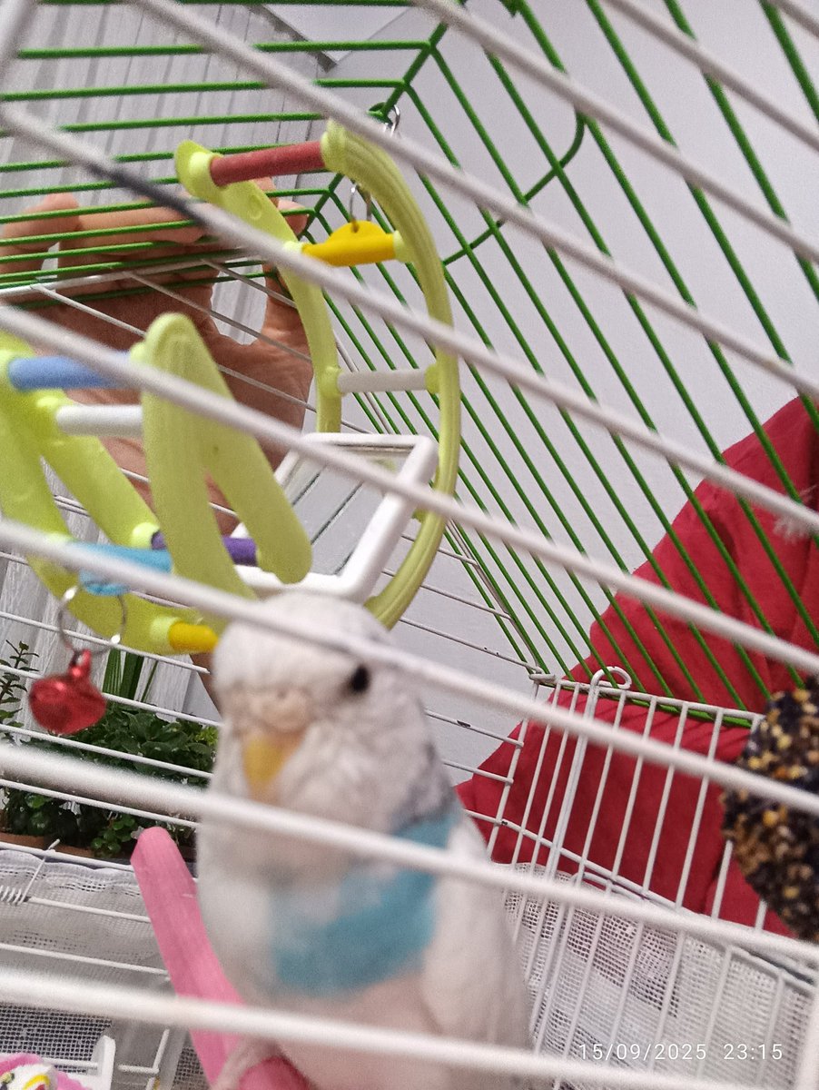 Tek isteğim miniği bulabilmek #kayıp sizde #rt eder misiniz?
25.09.2025 tarihinde
#Ankara #Sincan #Akşemsettin Mahallesinde Lokum isimli yavru muhabbet kuşumuz kayboldu..bulabilmemiz için destek olur musunuz 😞🙏🙏🙏