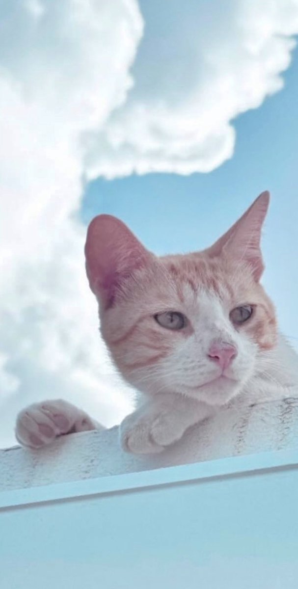 SherylGanpot's tweet photo. Rest in peace Billy 🤍🕊️ https://t.co/iVIYH2rkyu