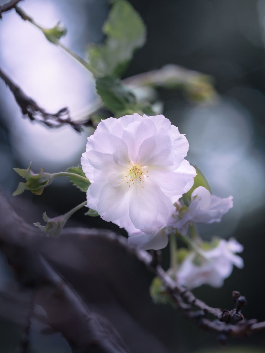 十月桜

ジュウガツザクラが咲いていました。エドヒガンとマメザクラの交雑種。バラ科サクラ属。他の桜🌸と同じに春に咲く他に9月から冬にかけて咲きます。日本のサクラのルーツと言われているヒマラヤのサクラは秋に咲くことから先祖返りした性質のようです。
花言葉は、寛容。