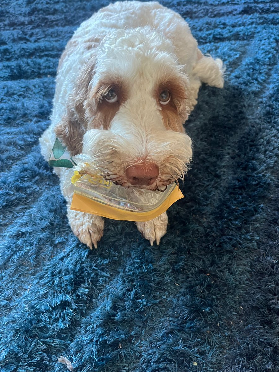 She's been a bit naughty...🙄😂