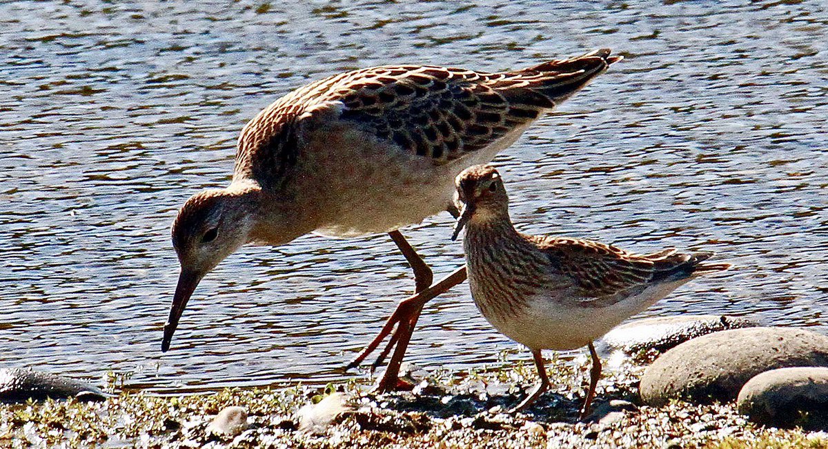 Pectoral Sandpiper at Point of Ayre Nature Reserve , Isle of Man. 🇮🇲 This migrant is rare on the Island, but this one sticks close to a special companion - a Ruff. Really pleased to see and picture this lovely wader🇮🇲🇮🇲 🇮🇲
<a href="/manxnature/">Manx Wildlife Trust</a>  <a href="/ManxBirdLife/">Manx BirdLife</a>
