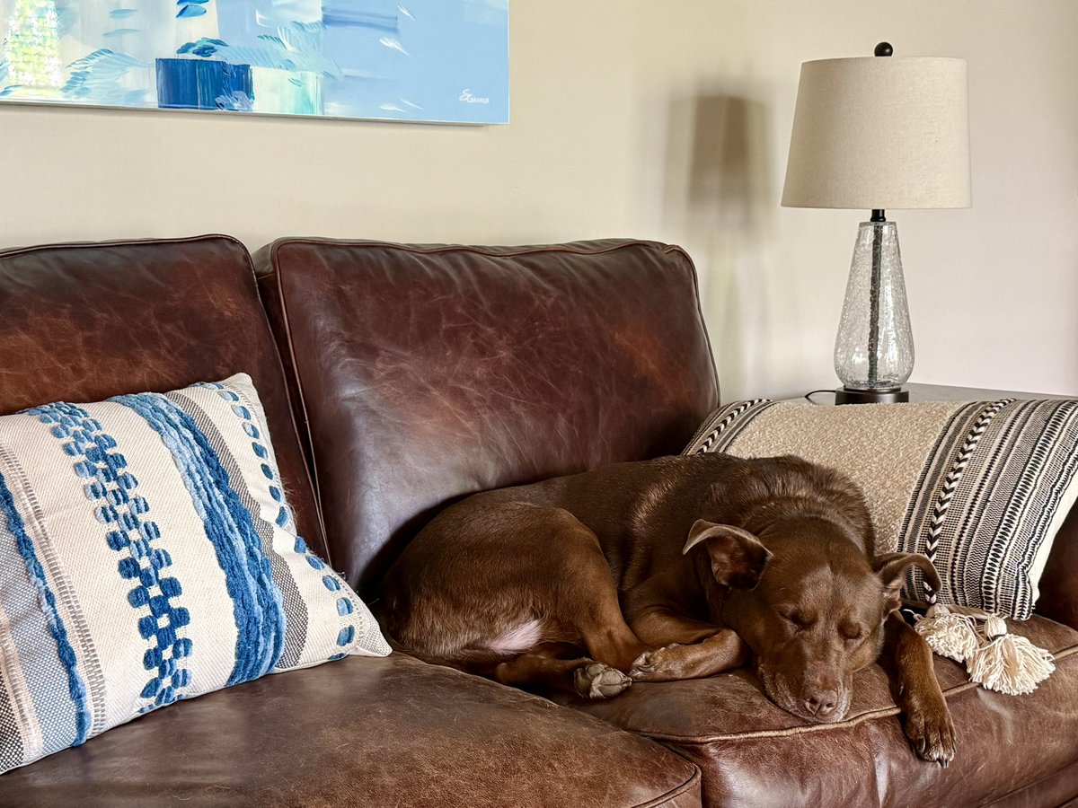 Birthdays are meant for the best afternoon nap in the world for the sweetest puppy dog ever. Happy 9th birthday to my Rosie Girl. 🐶❤️🐾