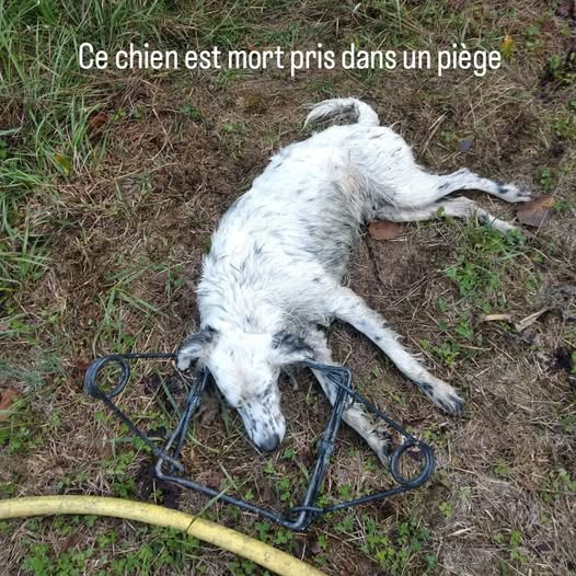 VOILÀ POURQUOI IL FAUT INTERDIRE LE PIÉGEAGE EN 🇫🇷 ! !

C'est arrivé ces jours-ci dans le département du Lot-et-Garonne, ce magnifique setter anglais est mort, piégé par des connards qui s'amusent à tuer des animaux sauvages...

Le piégeage est une pratique dépassée, moyenageuse,