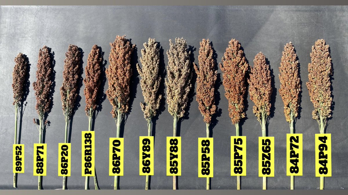 A great lineup of <a href="/PioneerSeeds/">Pioneer Seeds U.S.</a> grain sorghum for southern Nebraska