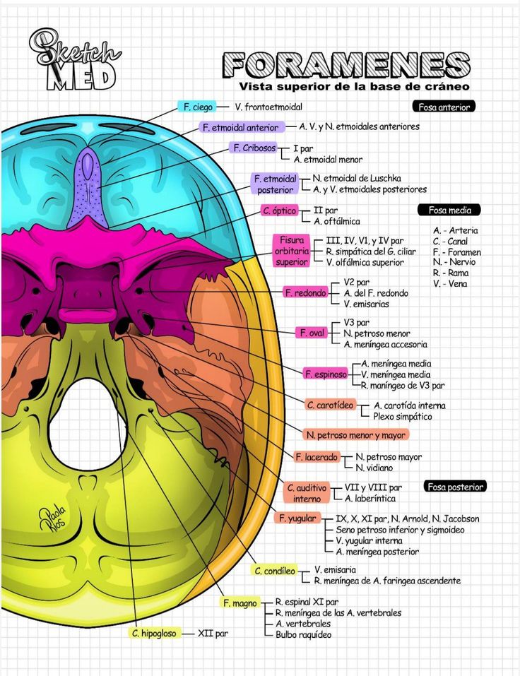 Base of skull anatomy