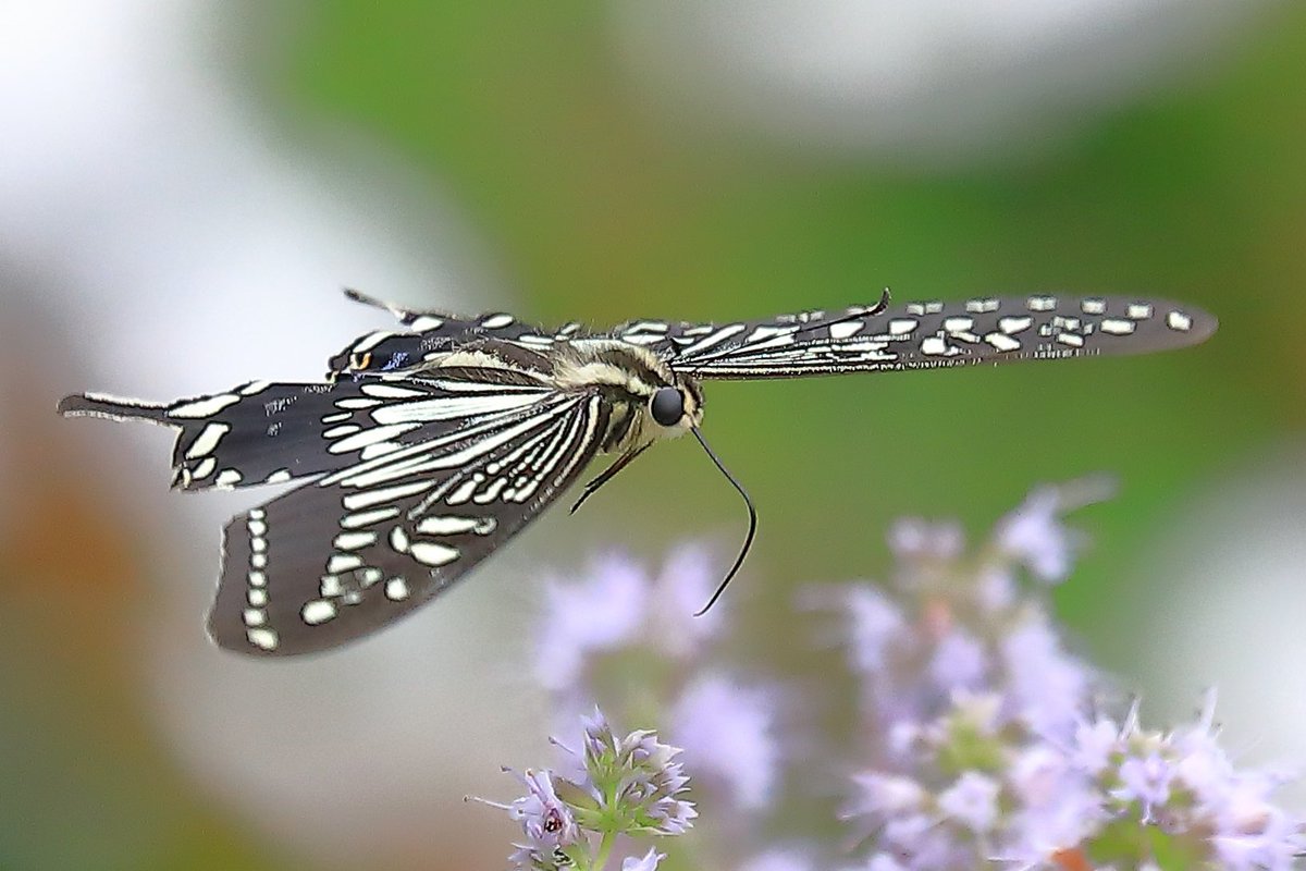 FortuneLook's tweet image. アゲハ蝶🦋花から花へ🌸蜜を求めて🍯優雅に飛んでいました☺️
 #写真好きな人と繋がりたい  #カメラ好きな人と繋がりたい #写真撮っている人と繋がりたい　#花が好きな人と繋がりたい #キリトリセカイ