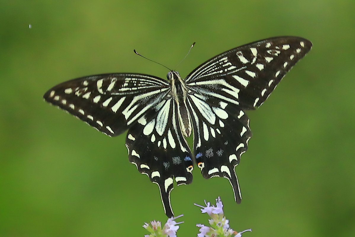 FortuneLook's tweet image. アゲハ蝶🦋花から花へ🌸蜜を求めて🍯優雅に飛んでいました☺️
 #写真好きな人と繋がりたい  #カメラ好きな人と繋がりたい #写真撮っている人と繋がりたい　#花が好きな人と繋がりたい #キリトリセカイ