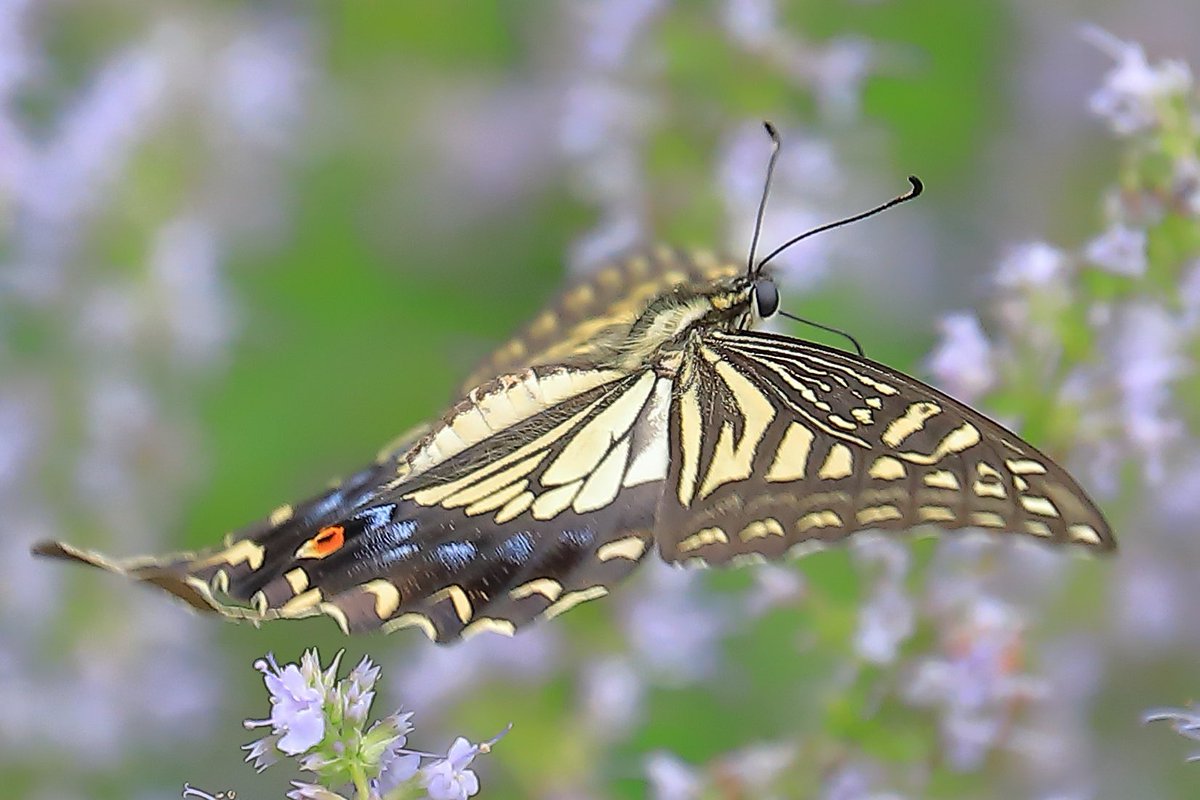 FortuneLook's tweet image. アゲハ蝶🦋花から花へ🌸蜜を求めて🍯優雅に飛んでいました☺️
 #写真好きな人と繋がりたい  #カメラ好きな人と繋がりたい #写真撮っている人と繋がりたい　#花が好きな人と繋がりたい #キリトリセカイ