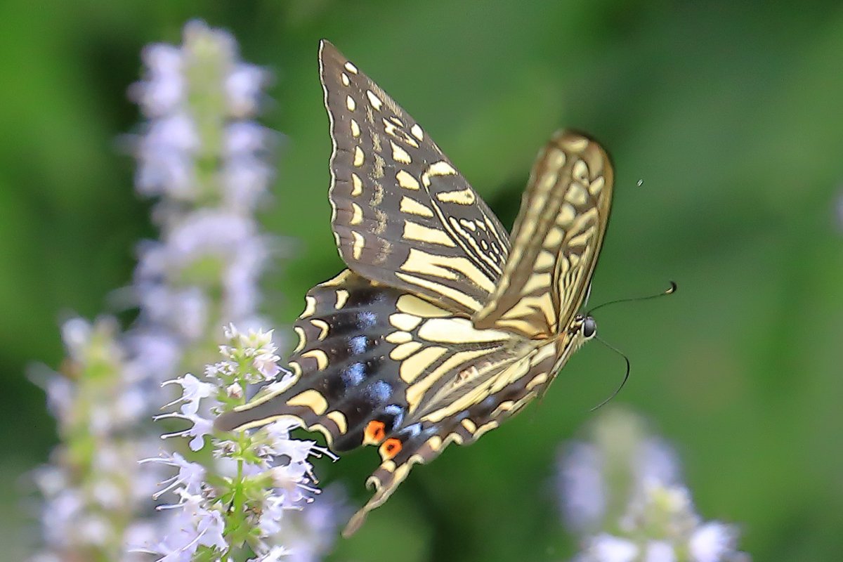 FortuneLook's tweet image. アゲハ蝶🦋花から花へ🌸蜜を求めて🍯優雅に飛んでいました☺️
 #写真好きな人と繋がりたい  #カメラ好きな人と繋がりたい #写真撮っている人と繋がりたい　#花が好きな人と繋がりたい #キリトリセカイ