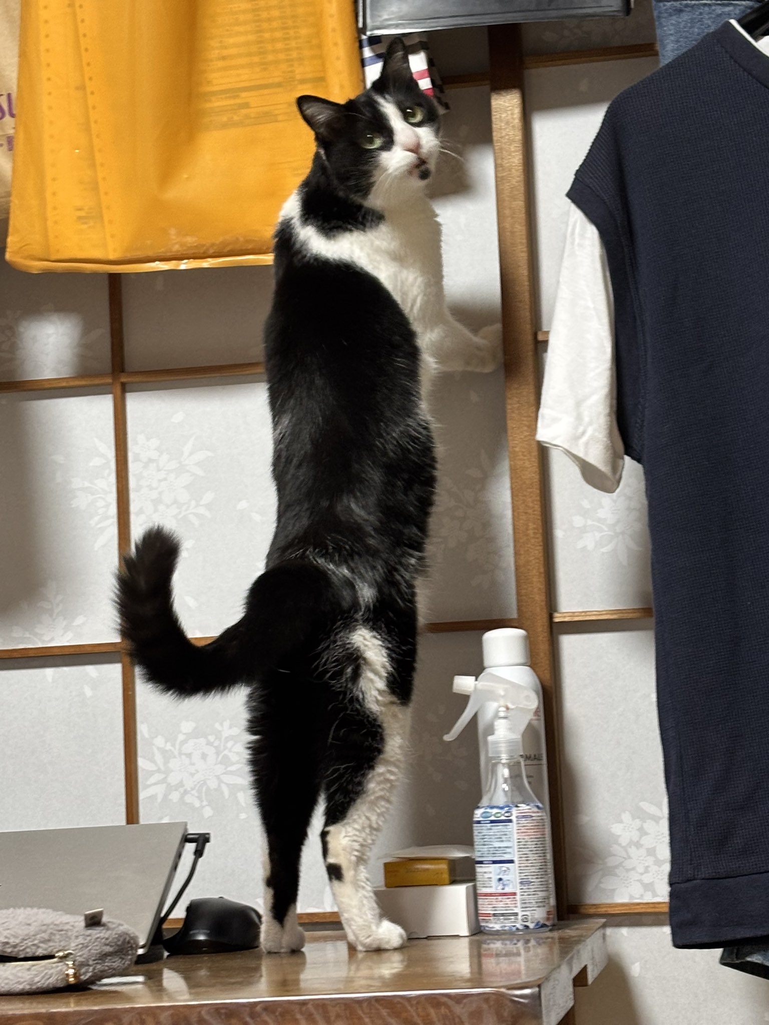 黒猫みんと 黒猫Lei 🌻白雉Mint】 (@lei.0807) • Instagram photos and videos