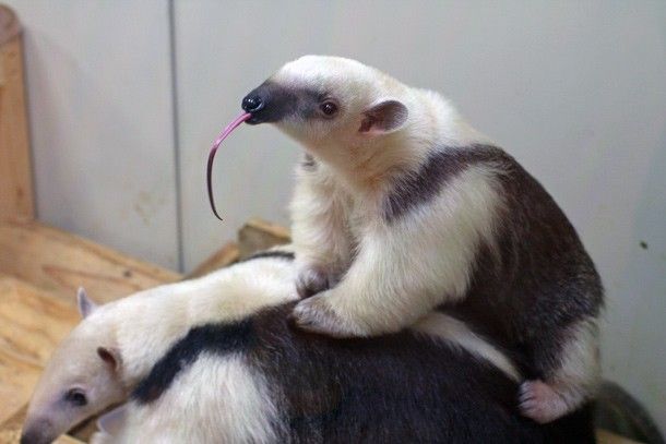 anteaterparty's tweet photo. Haha! Okay baby anteater. Sure https://t.co/3eDlCy8nfy