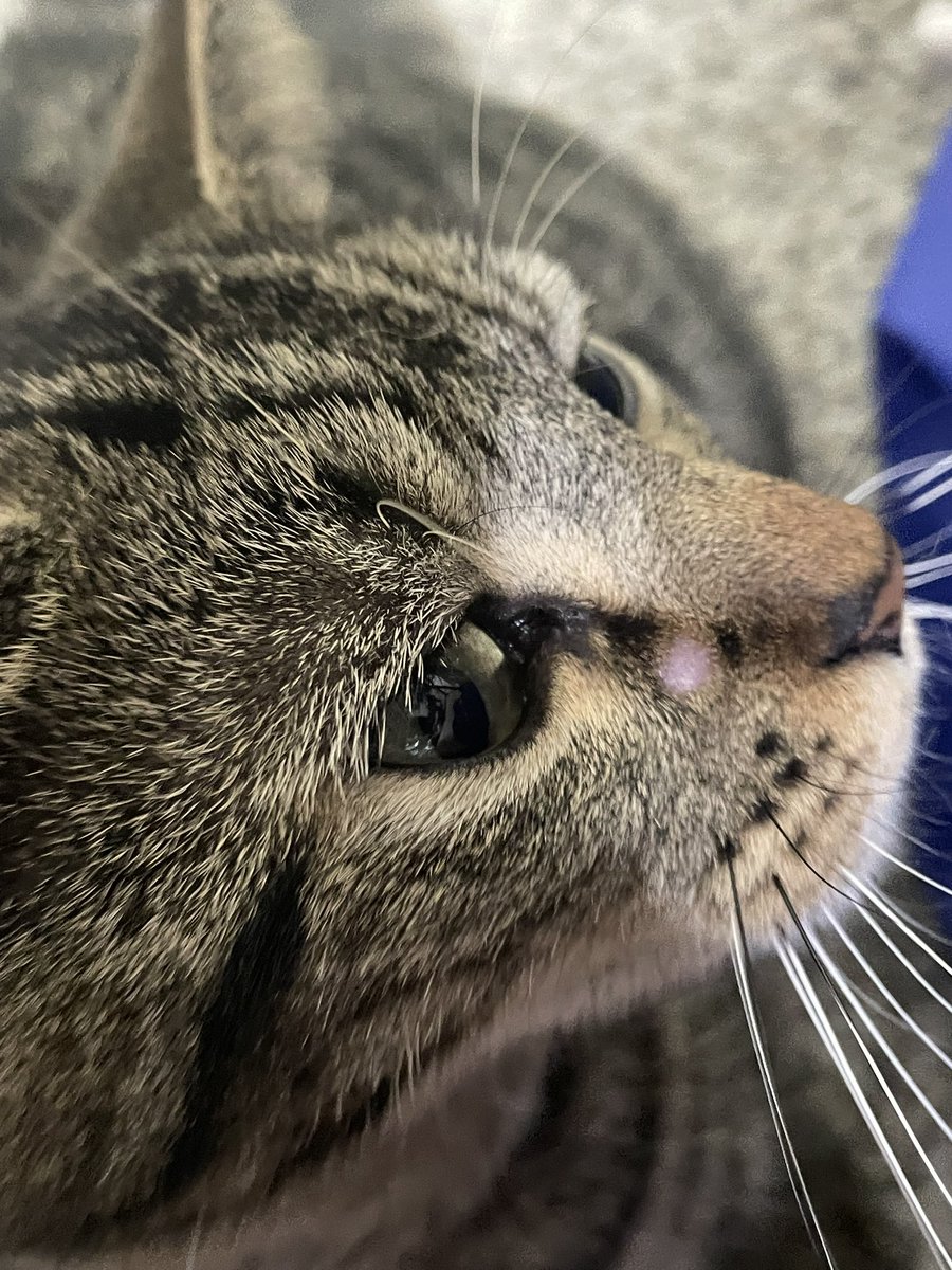 my cat got a pimple..