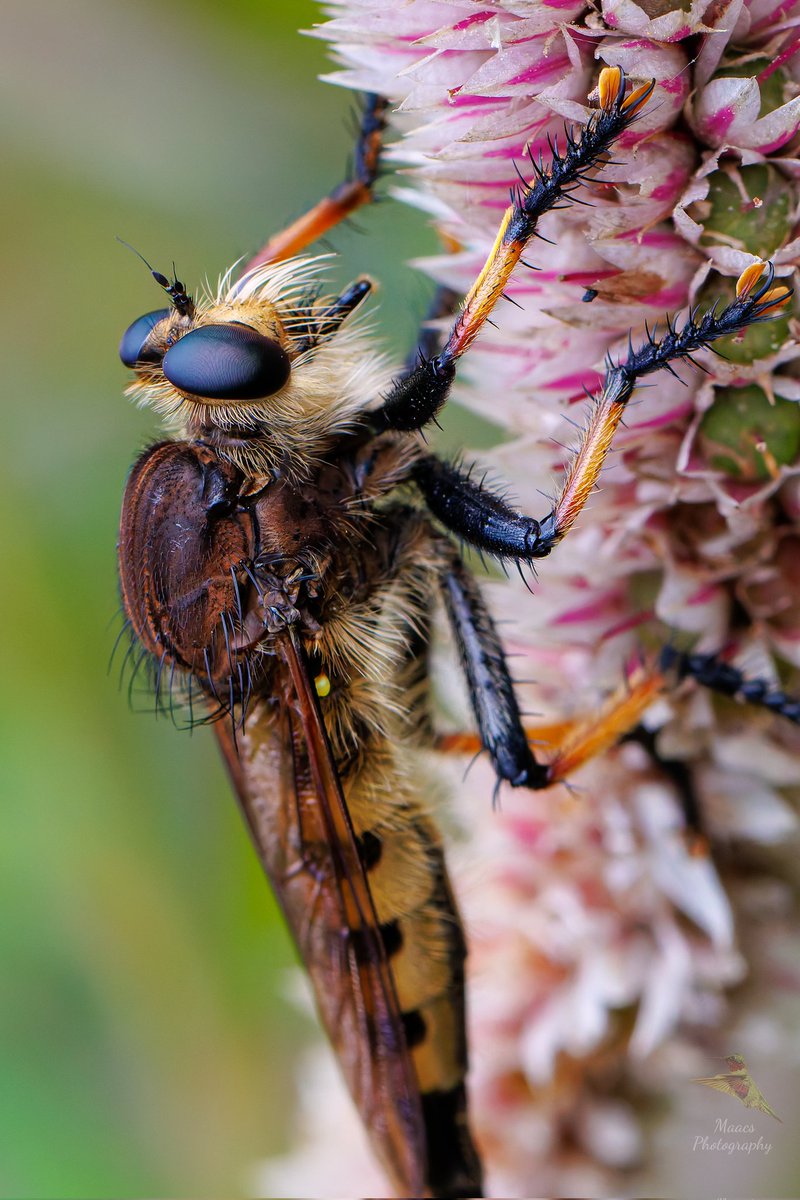 gone_mac's tweet image. This is a Red-footed Cannibalfly, a type of RobberFly I saw at State Botanical Garden of Georgia at UGA.
Athens, Ga
Canon EOS R7
Canon Ef 100mm 2.8L Macro
.
.
.
#RedfootedCannibalfly #RobberFly #insect #bug #macro #canonfavpic #ShotOnCanon