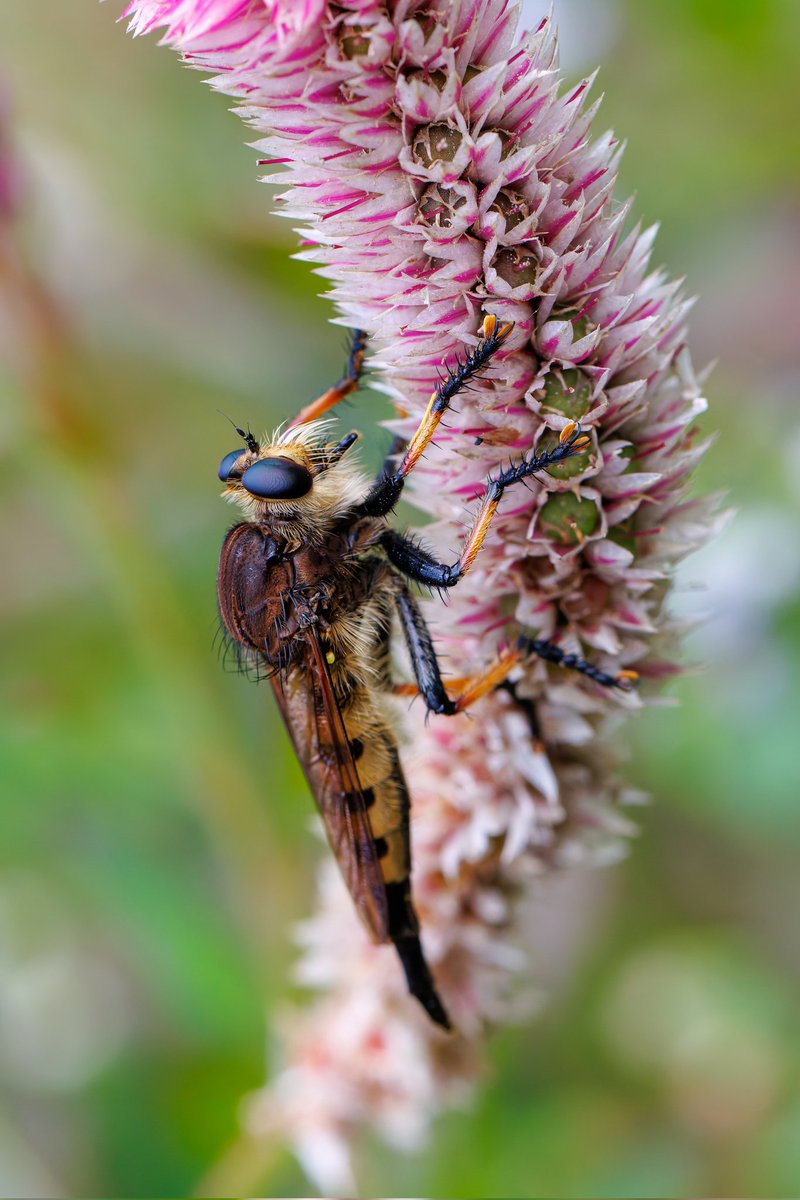 gone_mac's tweet image. This is a Red-footed Cannibalfly, a type of RobberFly I saw at State Botanical Garden of Georgia at UGA.
Athens, Ga
Canon EOS R7
Canon Ef 100mm 2.8L Macro
.
.
.
#RedfootedCannibalfly #RobberFly #insect #bug #macro #canonfavpic #ShotOnCanon