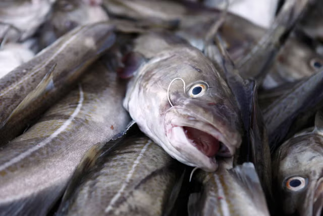 North Sea cod is in ‘grave danger of collapse’
with a 61% decline in cod numbers in southern region of  Northern shelf
As mega factory ships continue to plunder remaining fish stocks giving them no chance to breed and Govts say carry on until there is nothing left