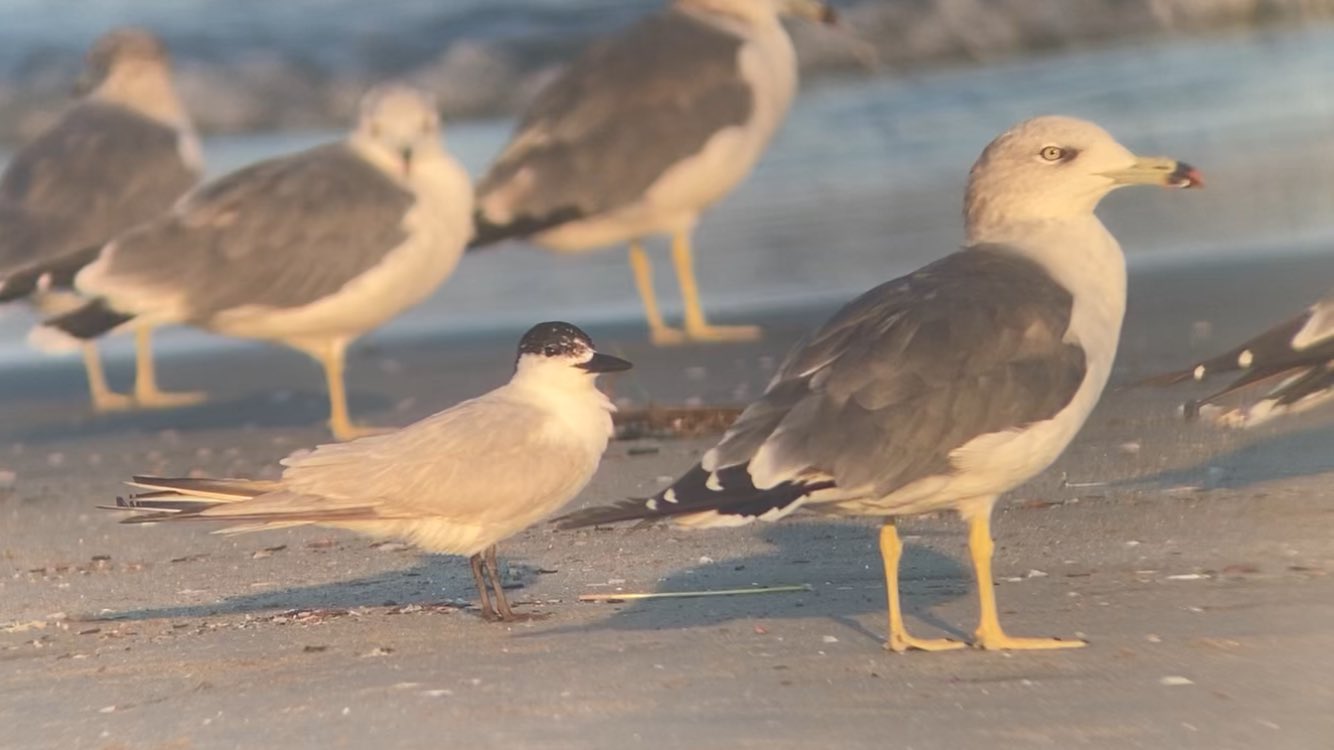 アシモフ選集 生物編3 人種とは アシモフ選集 生物編3 人種