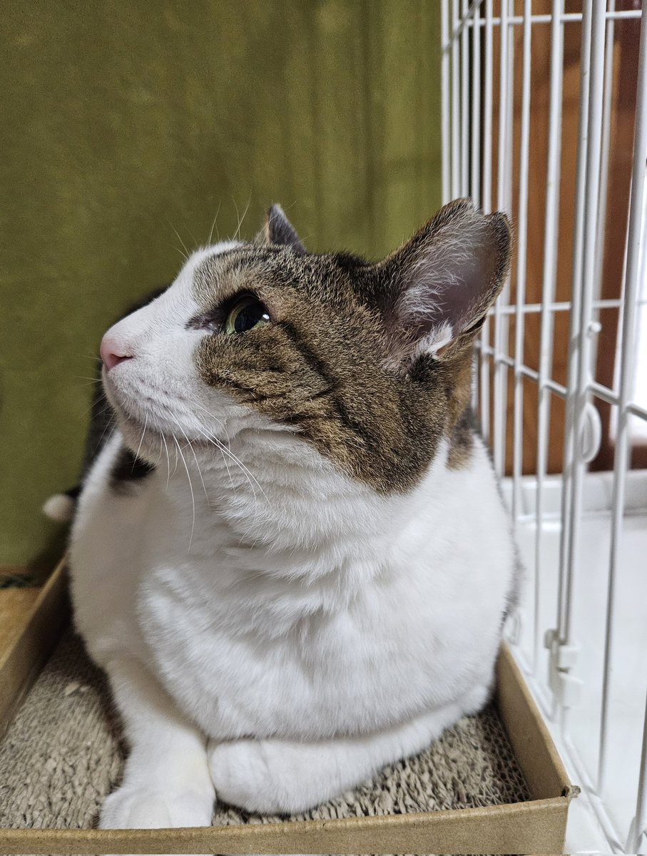 おはよう☀️☁️😺❗
今日は夏日になる予報🙀
#猫好きさんと繋がりたい