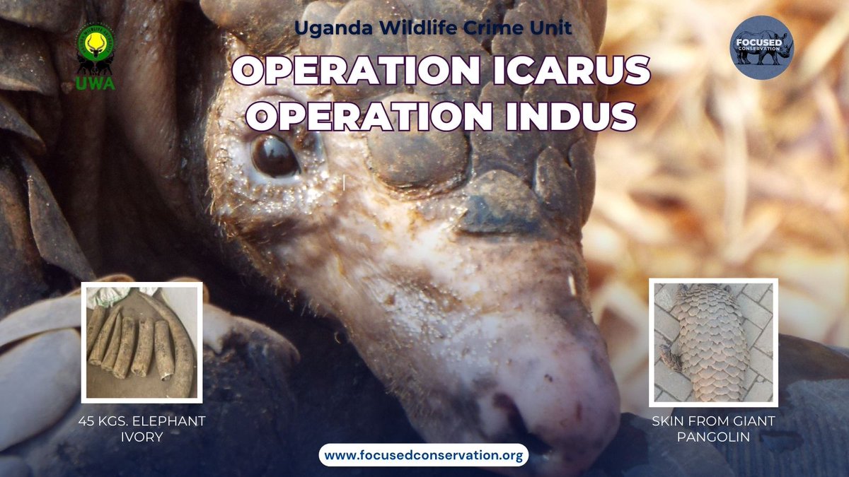 FocusedConserve's tweet image. In Uganda, the Wildlife Crime Unit struck twice:
🔹 Operation Icarus – 45 kg of elephant ivory seized
🔹 Operation Indus – Giant pangolin skin seized
Both highlight the fight against illegal wildlife trade.

More here: focusedconservation.org
#WildlifeCrime #FocusedConservation