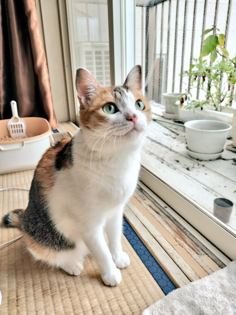 「七夕セール‼️」次は招き猫さん‼️にゃんちゃって「投扇興セット❗️」 キタンクラブ公式 (@kitan_club) / X