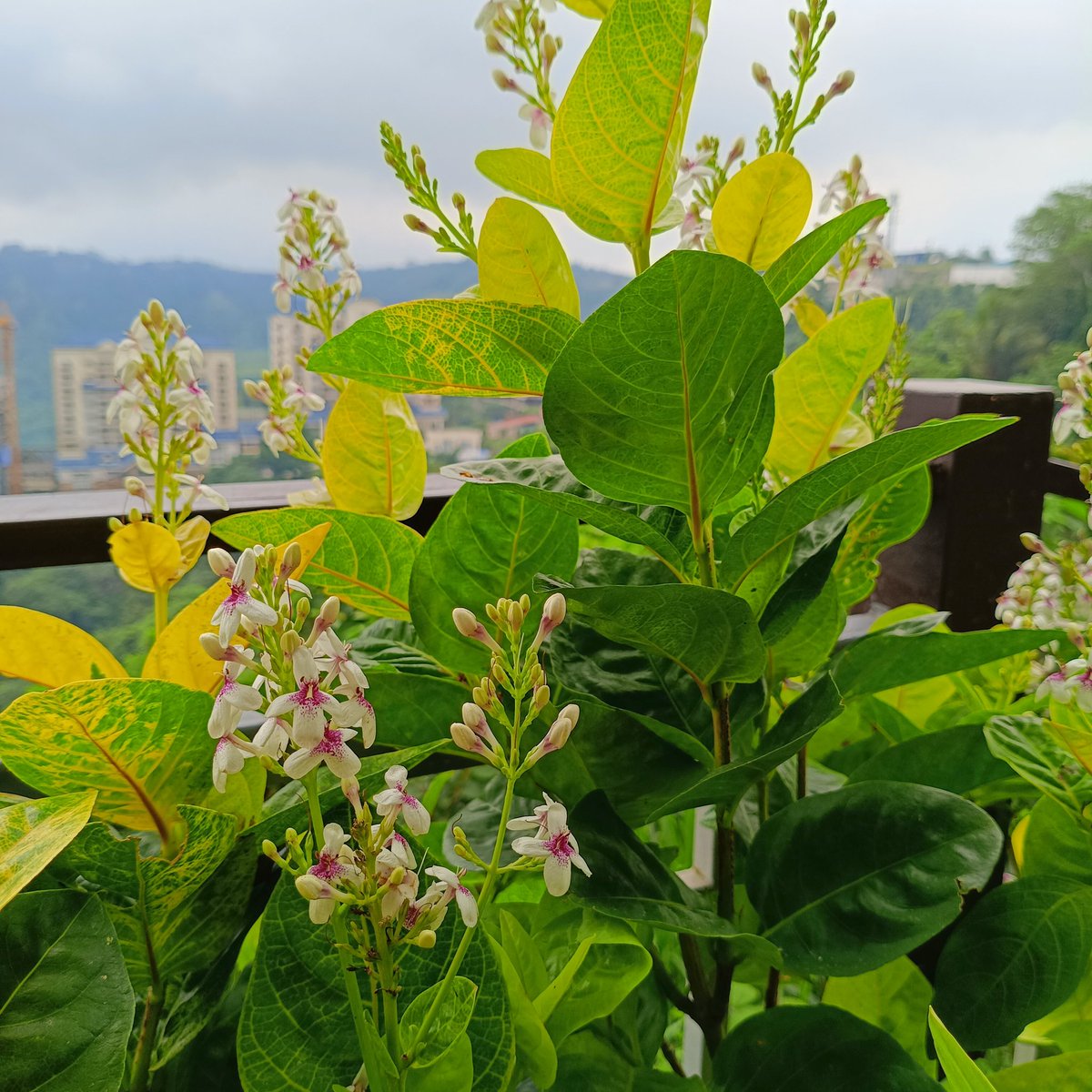 Pseuderanthemum carruthersii in full bloom! ✨#mysnaps 📸

#ShootingStarPlant  #Flowers #Plants #NaturePhotography
