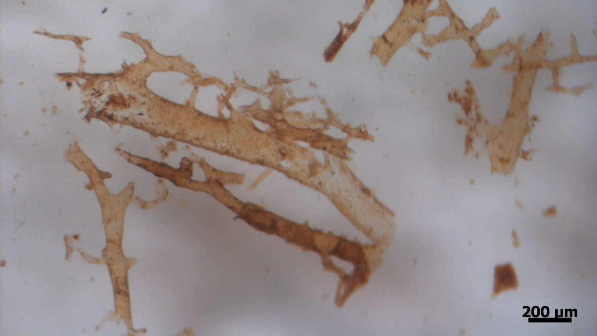 RevistaFosil's tweet photo. Una técnica de imagen precisa confirma la conservación de la #Hemoglobina en un hueso de #Dinosaurio
https://t.co/r7p7UOLrG4 https://t.co/2xhgGFKzE7