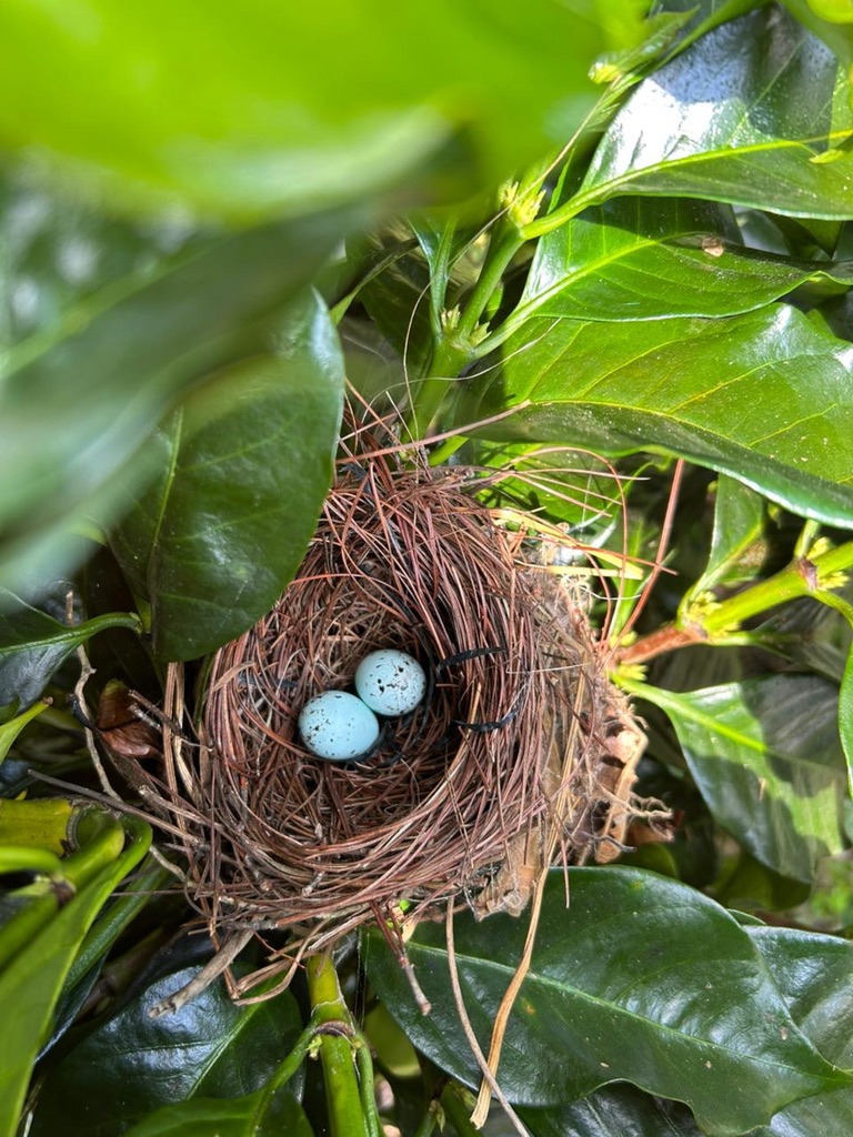 SMBC's tweet image. Three-quarters of the world&apos;s coffee farms destroy forest habitat to grow coffee in the sun. Habitat loss leads to population loss of bird species. Help support these beautiful birds by purchasing Bird Friendly certified coffee!

#MigratoryBirds #Migration #BirdEgg #BirdsNest