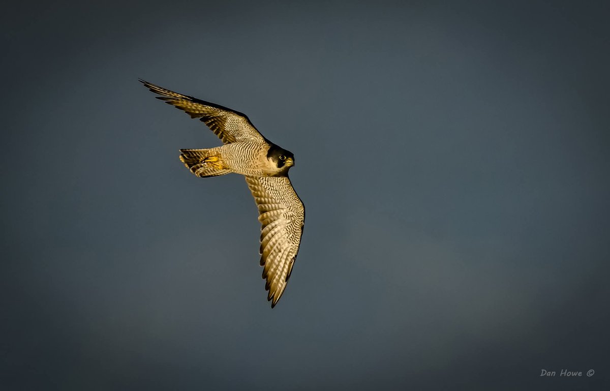 camoucarper's tweet image. A slight increase in autumn passage migrants evident today, but still steady, with the star being a lifer with the lovely Brown Shrike in off at @FileyBirdObs, which gave good views. A steady walk atop @Bempton_Cliffs produced H Harrier, Peregrine plus sibechat.