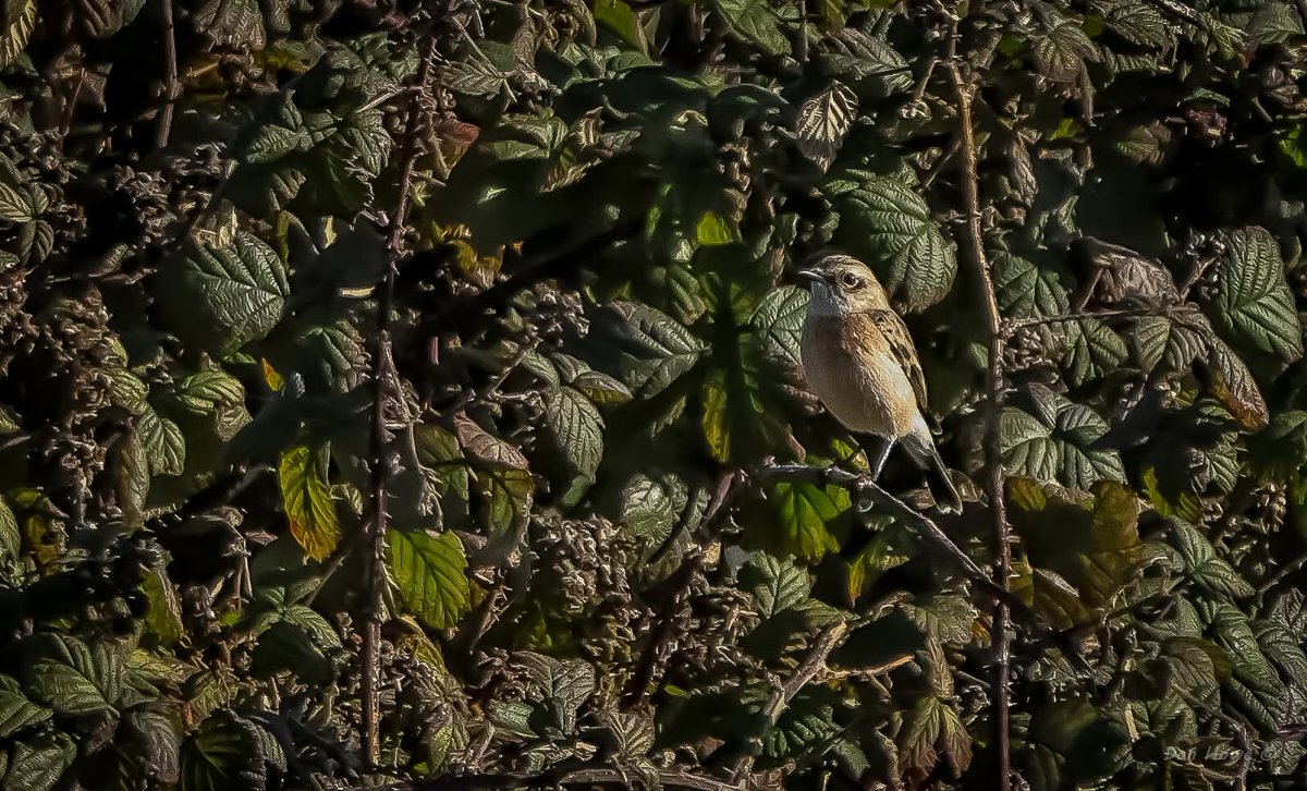 camoucarper's tweet image. A slight increase in autumn passage migrants evident today, but still steady, with the star being a lifer with the lovely Brown Shrike in off at @FileyBirdObs, which gave good views. A steady walk atop @Bempton_Cliffs produced H Harrier, Peregrine plus sibechat.