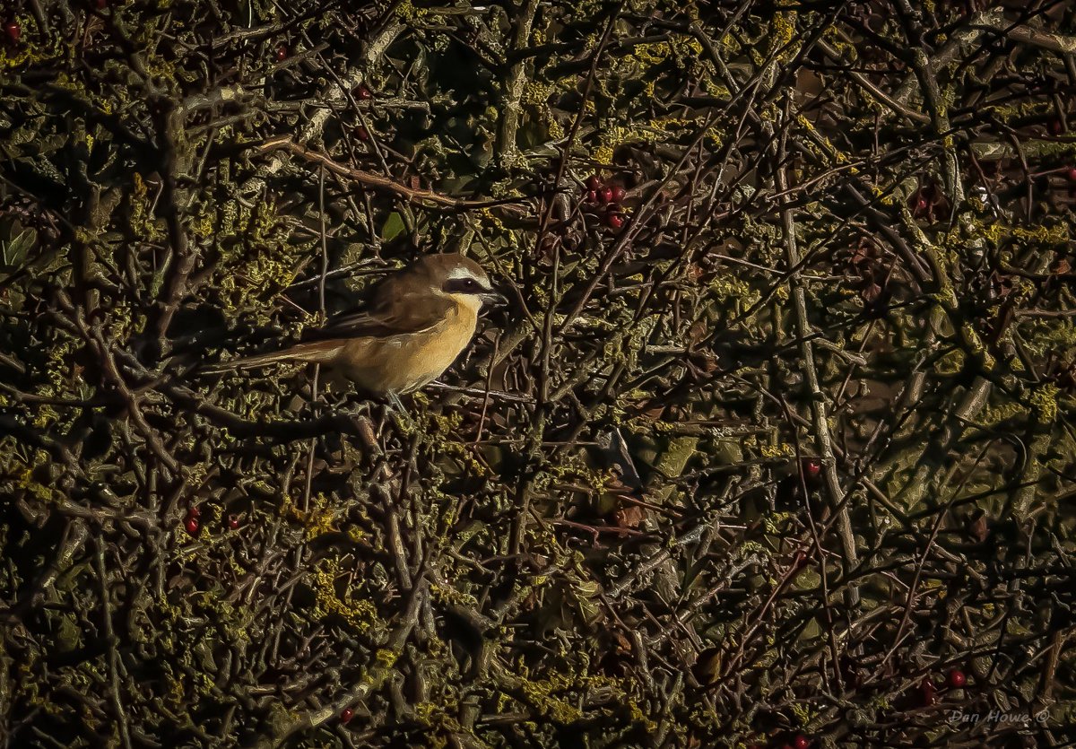 camoucarper's tweet image. A slight increase in autumn passage migrants evident today, but still steady, with the star being a lifer with the lovely Brown Shrike in off at @FileyBirdObs, which gave good views. A steady walk atop @Bempton_Cliffs produced H Harrier, Peregrine plus sibechat.
