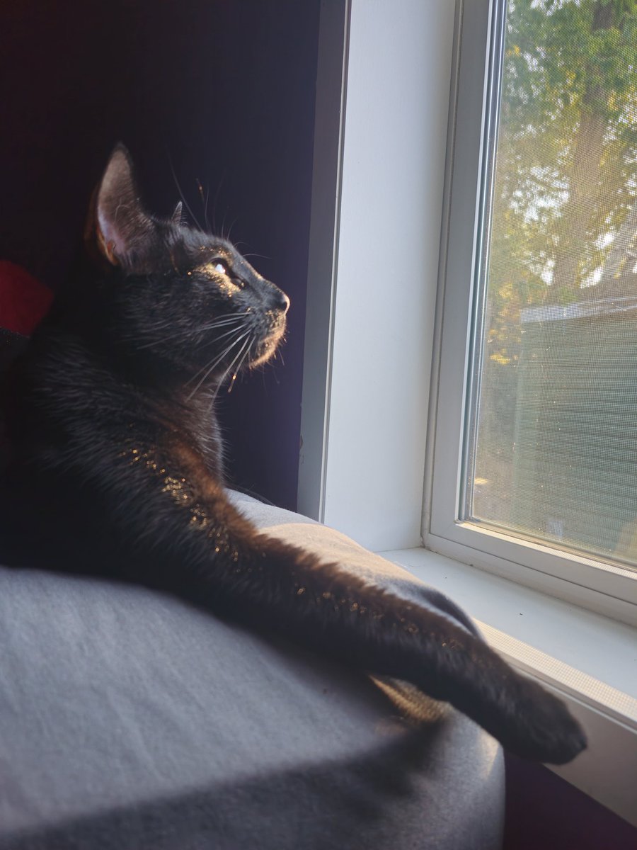 Archie_MH's tweet image. enjoying window time