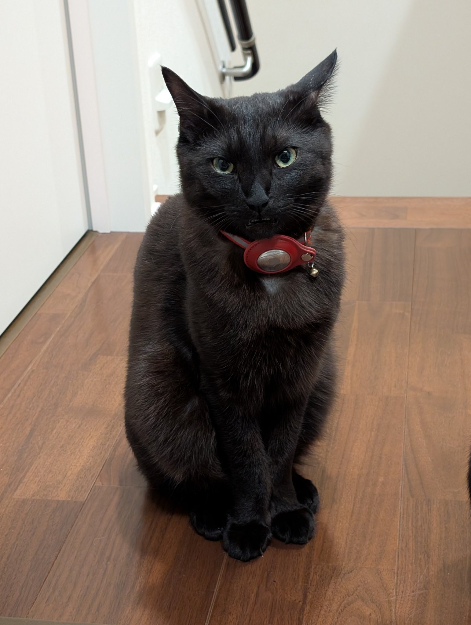 鳥猫 on X: 