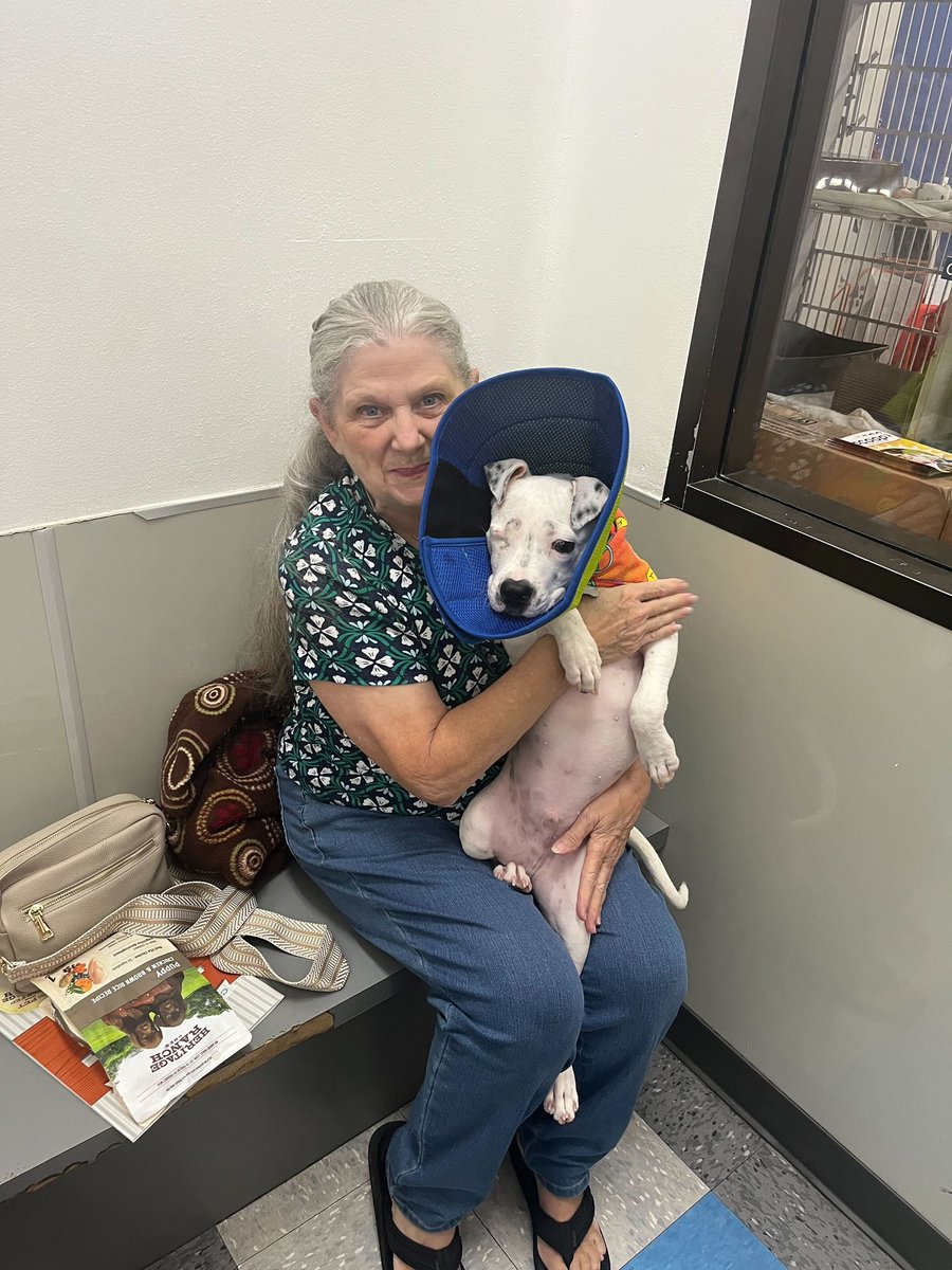 15outof10's tweet image. This is Dennis. At just 3 months old, he was found as a stray with a deep ulcer on his right eye. His best option for quick relief was removing it. Dennis has been very, very brave throughout his entire journey with us. His new human plans to spoil him endlessly ❤️‍🩹