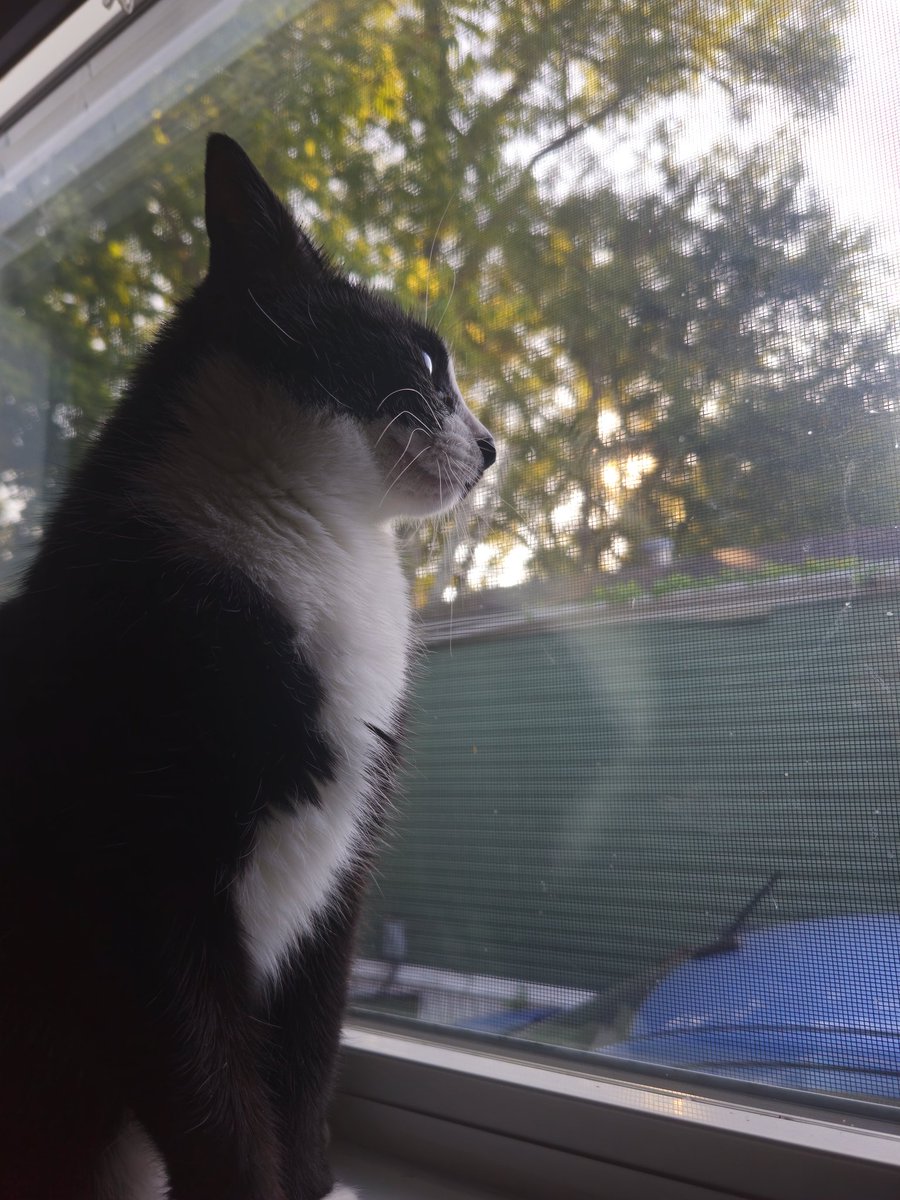 Archie_MH's tweet image. she has discovered window time