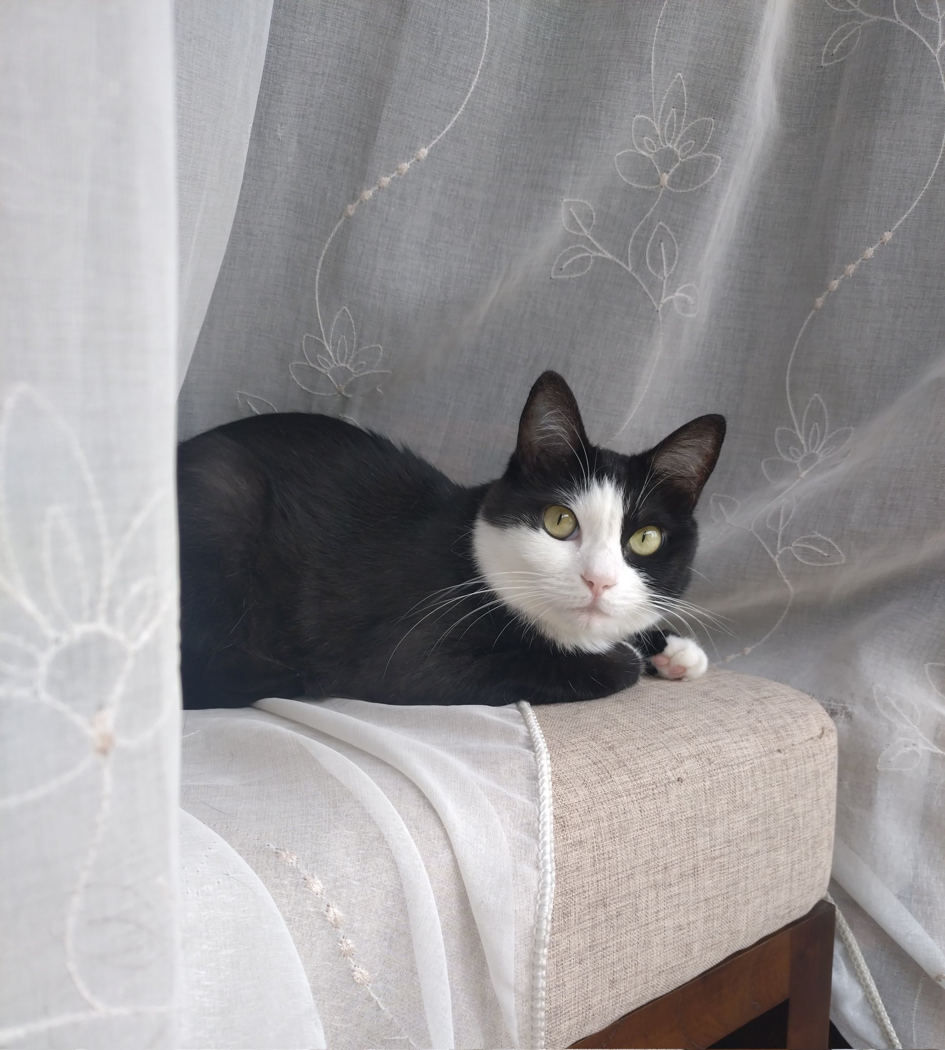 わびすけ (@vDPi3lzXdcj7iR7) / X