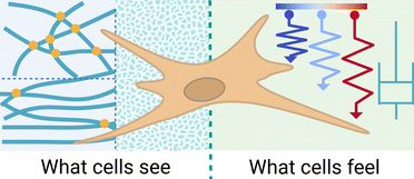ExtracellMatrix's tweet image. 🧫 This review evaluates hydrogels as ECM mimics for 3D cell cultures, revisiting key ECM properties to replicate and summarize the impact of biochemical, structural, and mechanical features on cell behavior.
👉 @BioMaterSci | rsc.li/4mAcQSX