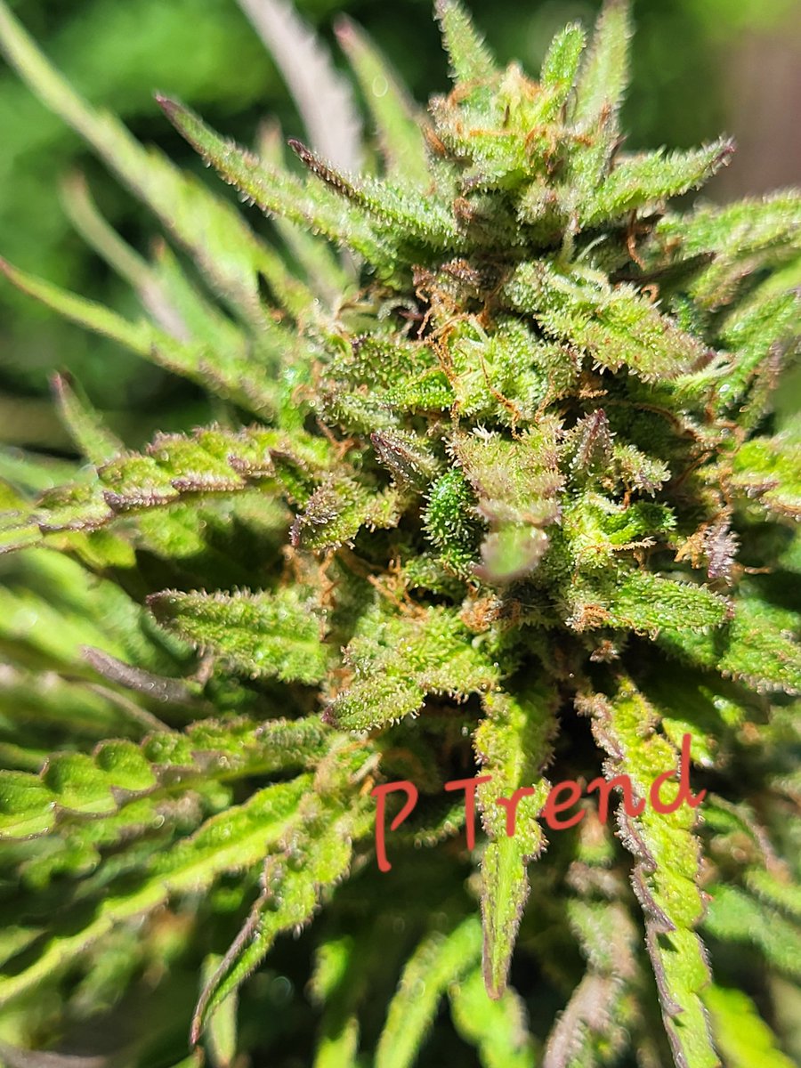 bandit420ca's tweet photo. A couple of shots of what's in the garden,  more 📸 in the comments https://t.co/jf8WP6QfeJ
