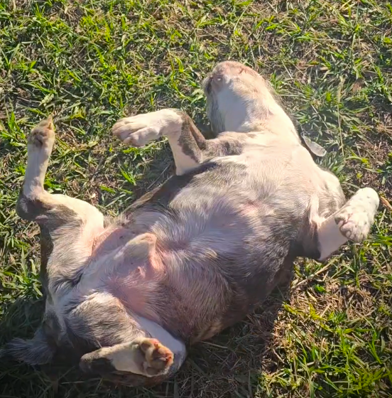 Lia Meadows tweet media